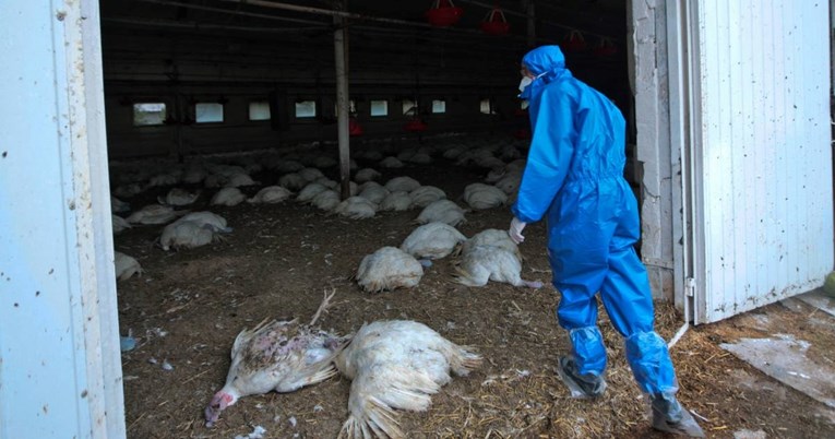 Europa se suočava s najgorom epidemijom ptičje gripe, kaže njemački institut