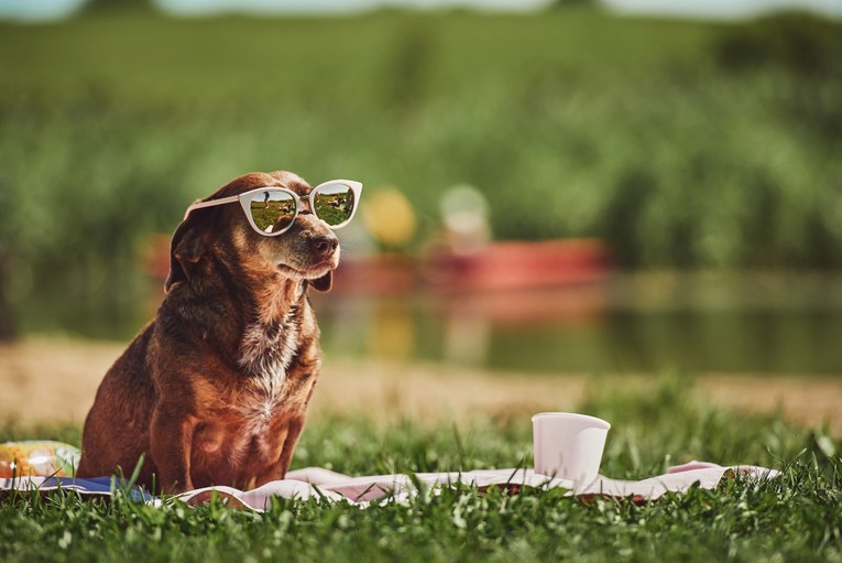 Veterinar poziva vlasnike da koriste kremu za sunčanje na mačkama i psima