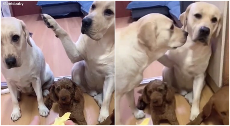 Labrador cinkao drugog psa, urnebesna snimka ima 26 milijuna pregleda
