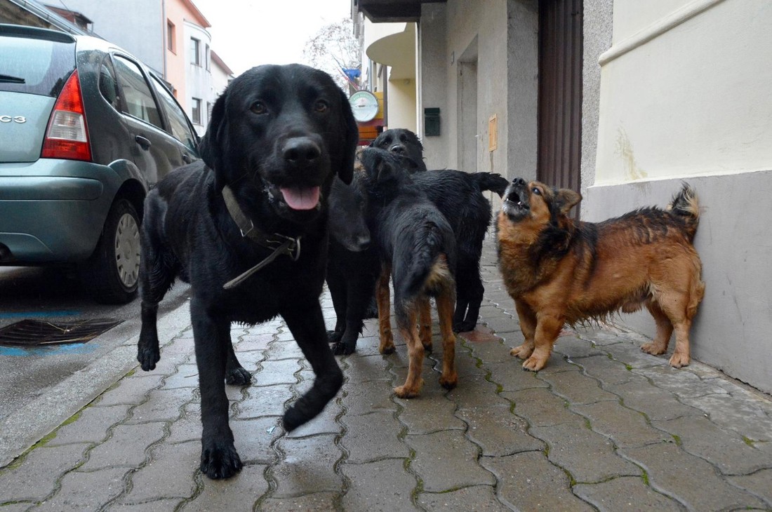 Grad u Hrvatskoj građanima besplatno plaća mikročipiranje i sterilizaciju pasa