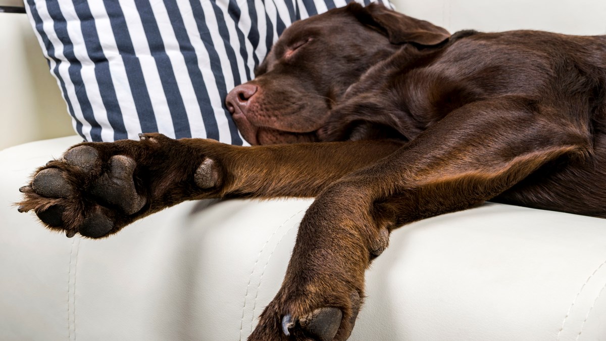 VIDEO Svi volimo labradore, ali čokoladni su uistinu slatki