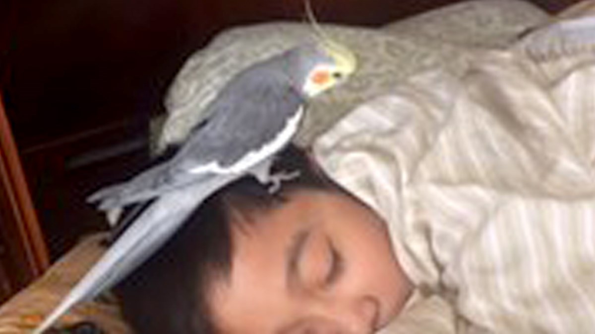 Ovako izgleda kada nimfa budi svog malenog vlasnika