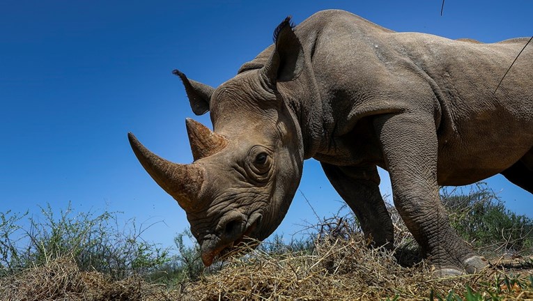 Krivolovci u Južnoj Africi zbog potražnje u Aziji ubijaju sve više nosoroga