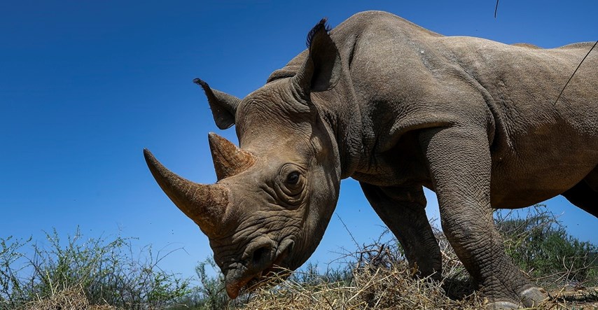Krivolovci u Južnoj Africi zbog potražnje u Aziji ubijaju sve više nosoroga