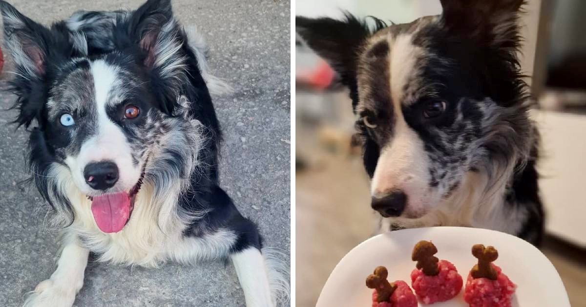 Potražni pas iz Pučišća proslavio 5. rođendan, dobio je posebnu poslasticu