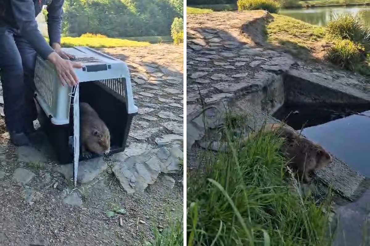 Neočekivani gost prenoćio u zagrebačkom ZOO-u, danas je vraćen u prirodu