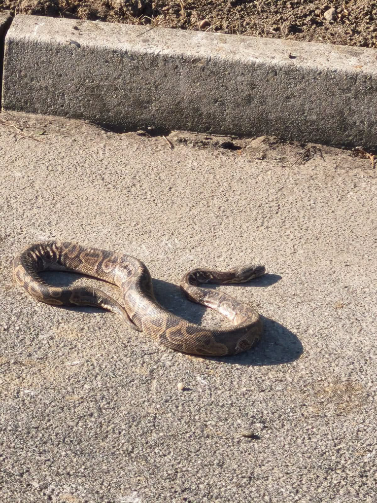 Netko je u Hrvatskoj izgubio pitona