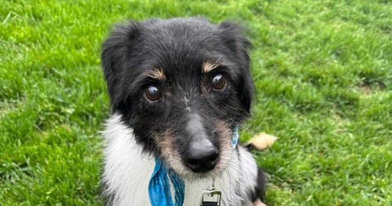 Lucky traži dom: Netko ga je ostavio u napuštenoj kući pokraj Zagreba