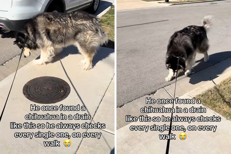 VIDEO Malamut provjerava svaki odvod tijekom šetnje nakon što je spasio čivavu