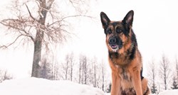 Pronašli su psa u snijegu kraj ceste, nisu mogli vjerovati što je krio pod sobom