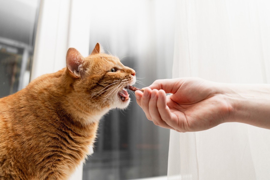 Pet "supernamirnica" za mačke koje možda već imate kod kuće