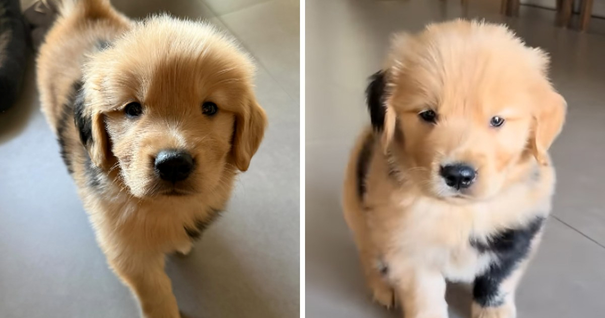 Štene zlatnog retrivera s neobičnim krznom postalo internetska senzacija