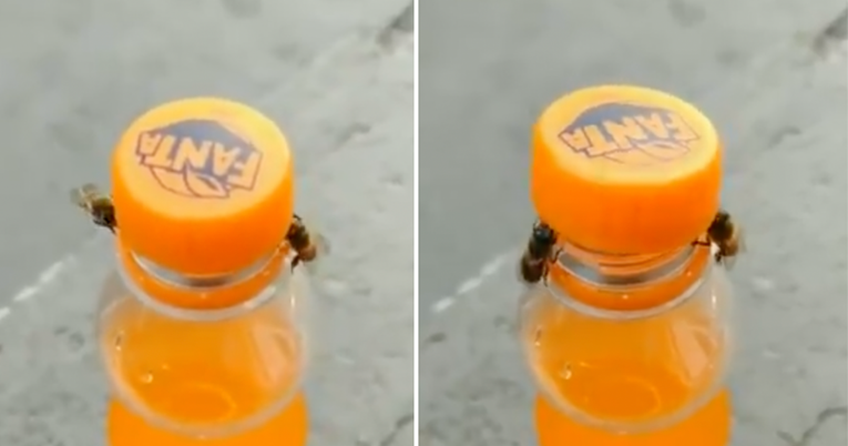 Nevjerojatna snimka otkrila kako pčele zajedno odvrću zatvarač bočice s pićem