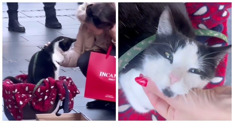 Influencerica iz Beograda spasila mačka s ulice, veterinar otkrio da su ga drogirali