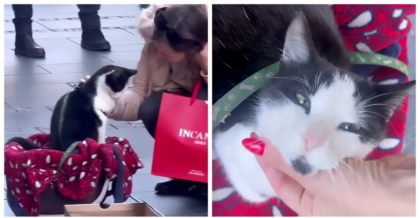 Srpska influencerica spasila mačka kojeg su koristili za prosjačenje, priča lomi srce