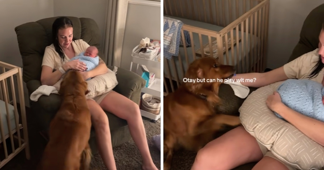 Reakcija zlatnog retrivera kad je prvi put upoznao bebu raznježila je mnoge