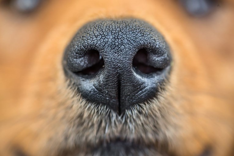 Što sve psi saznaju njuškanjem?