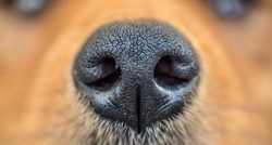 Što sve psi saznaju njuškanjem?