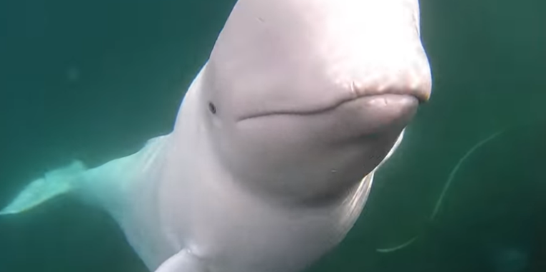 Simpatični beluga kit roniocu vratio kameru koja mu je upala u more