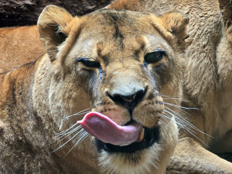 Životinjama u zagrebačkom ZOO-u stižu božićni pokloni na Štefanje
