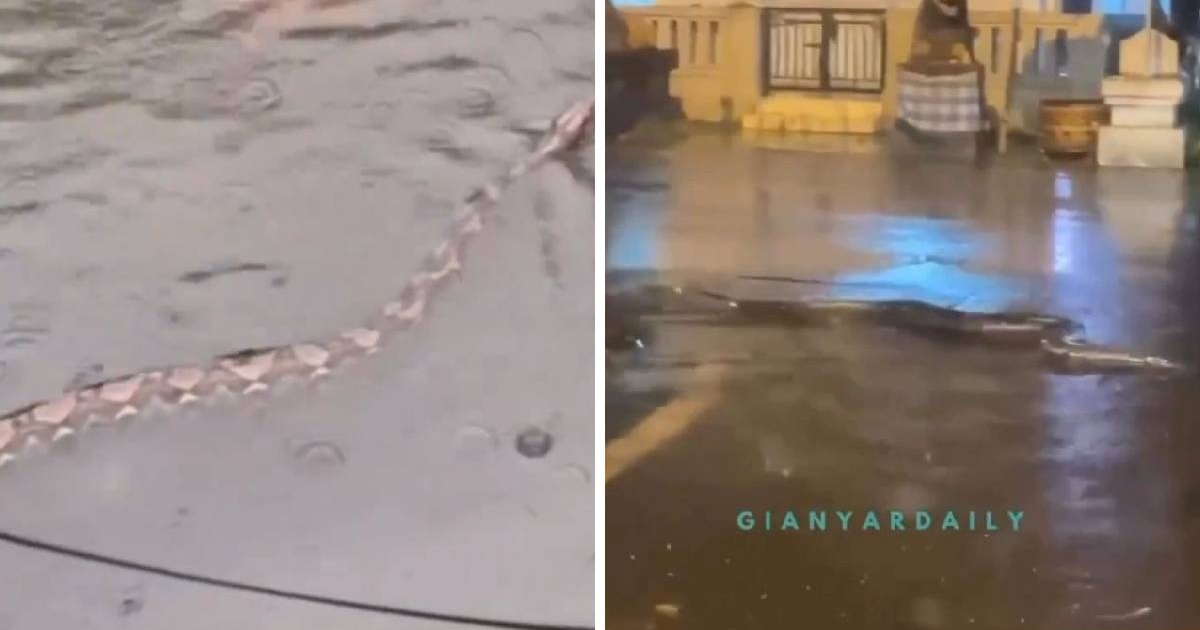 VIDEO Goleme zmije plivaju ulicama na Baliju