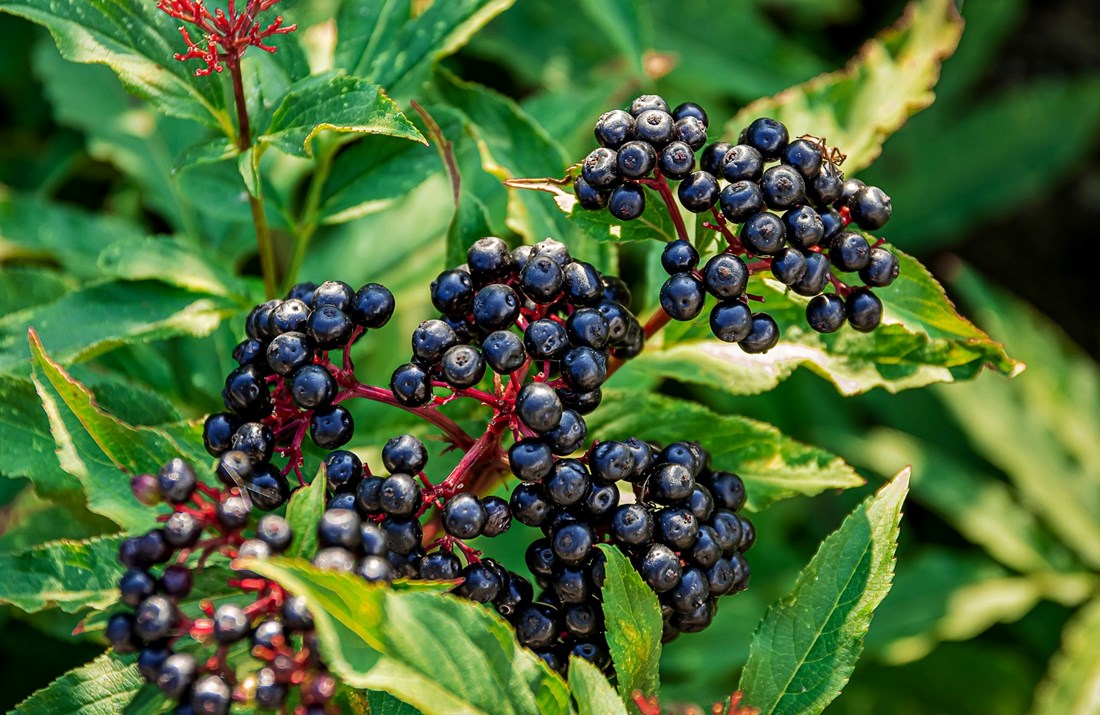 Kakve prednosti za zdravlje imaju bobice bazge?