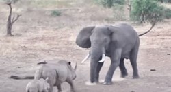 VIDEO Mama nosorog nasrnula na puno većeg slona da obrani bebu