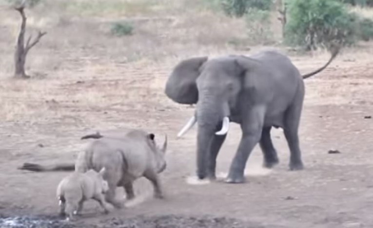 VIDEO Mama nosorog nasrnula na puno većeg slona da obrani bebu