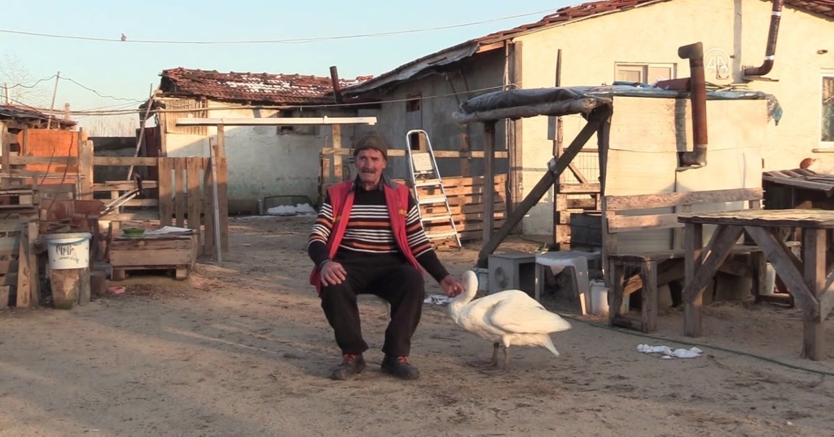 Muškarac i labud su najbolji prijatelji posljednjih 37 godina