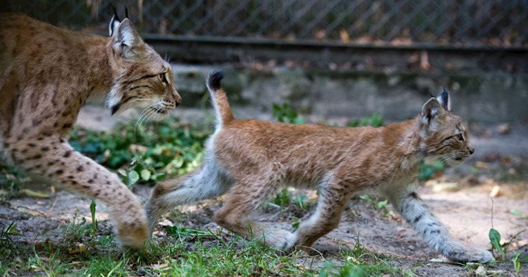 Zoološki u Danskoj pozvao da im se doniraju neželjeni ljubimci, bit će hrana risovima