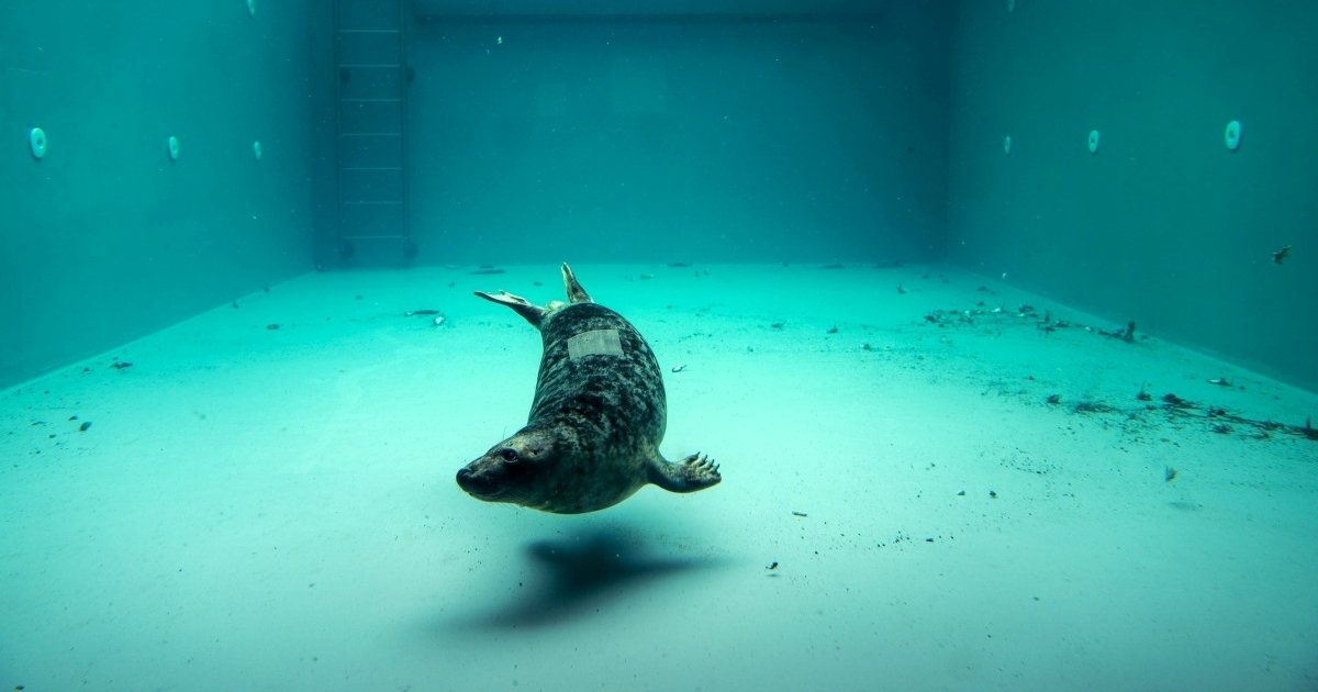 Njemački policajci spasili ozlijeđenog tuljana u Hamburgu