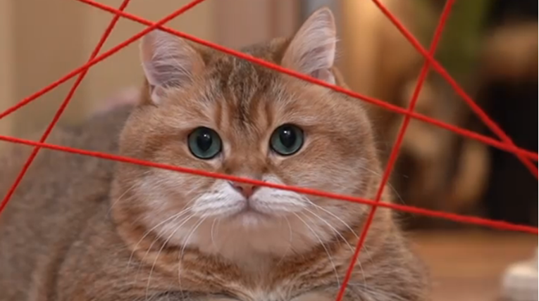Za mačka napravio prepreku kao u Nemogućoj misiji, potez životinje oduševio ljude
