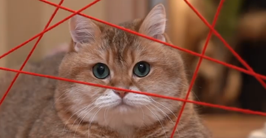 Za mačka napravio prepreku kao u Nemogućoj misiji, potez životinje oduševio ljude