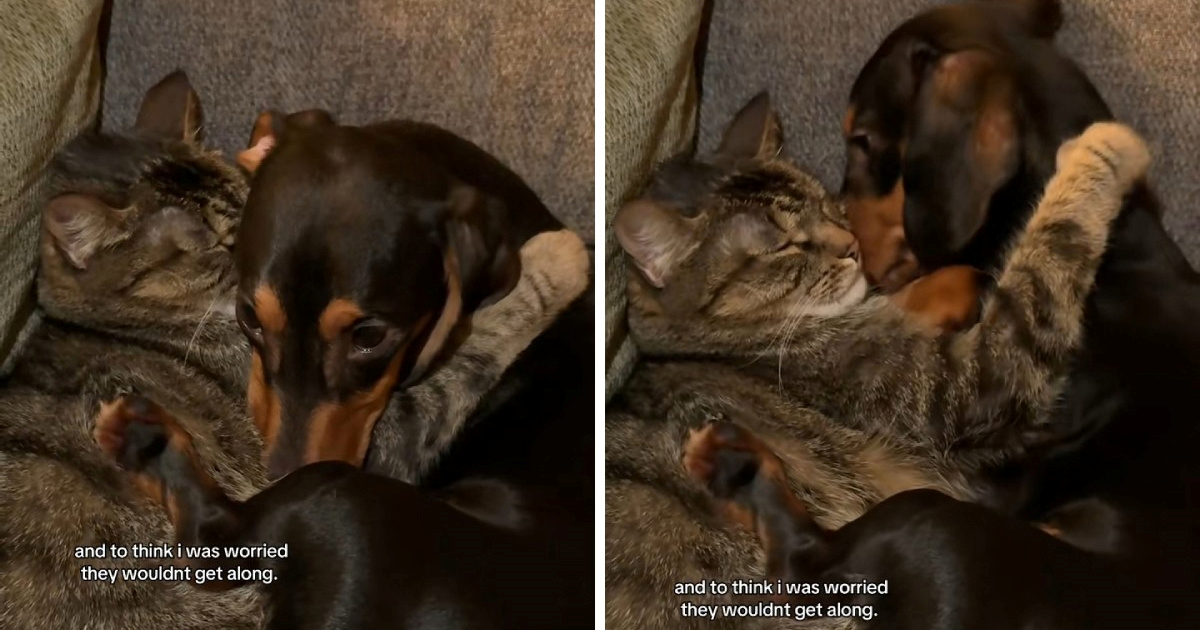 Vlasnica se brinula da se pas i mačka neće slagati, a onda ju je dočekao ovaj prizor