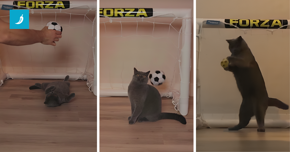 VIDEO Nizozemski golman htio naučiti mačka da obrani gol. Namučio se, ali je uspio