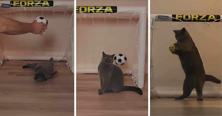 VIDEO Nizozemski golman htio naučiti mačka da obrani gol. Namučio se, ali je uspio