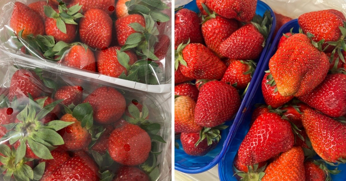 Testirali smo domaće i uvozne jagode na pesticide. Evo rezultata