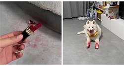 Pas ukrao vlasnici ruž, igrao se pa namazao šape. Video je hit na Instagramu