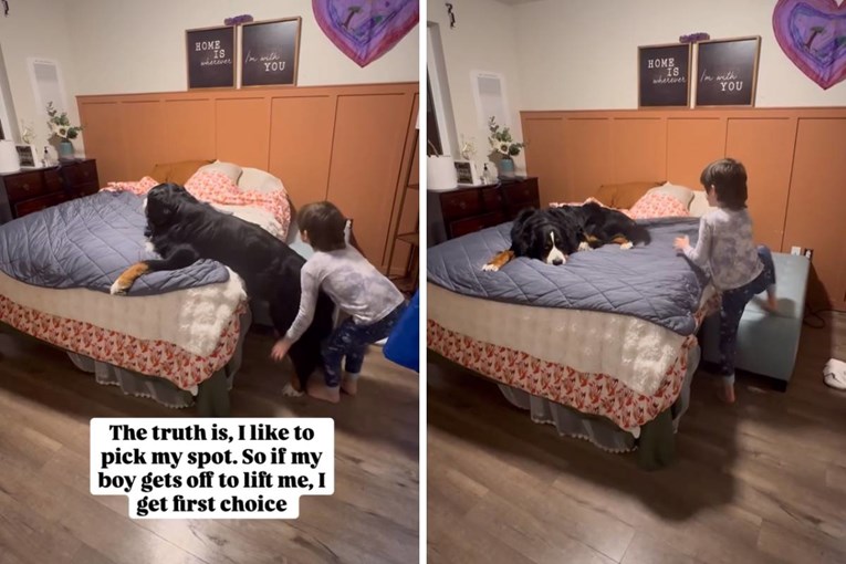 Pas se pretvarao da ne može na krevet kako bi mu dječak pomogao 🥹