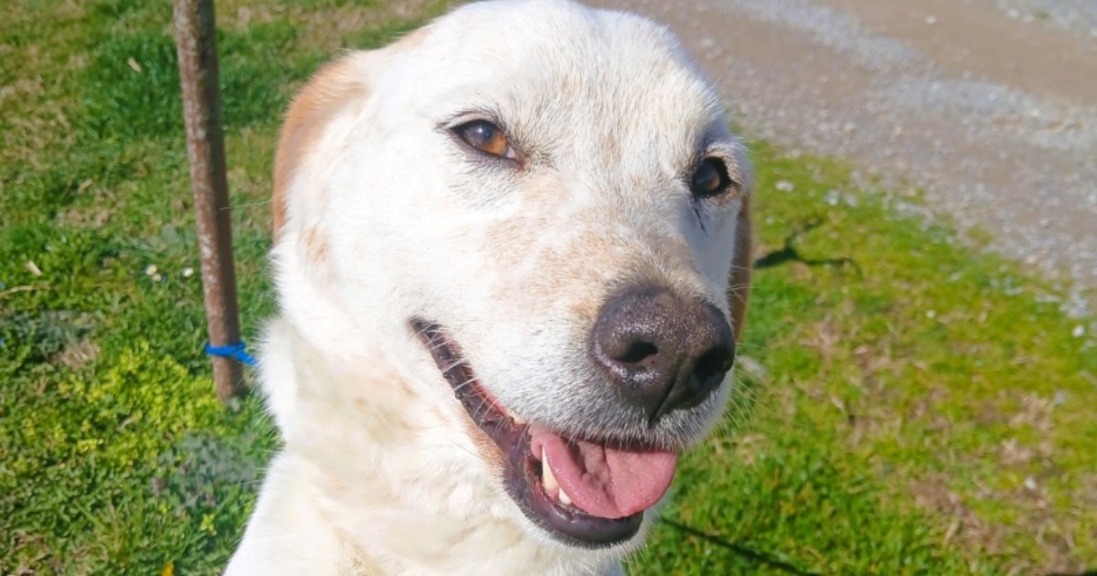 Umiljata ljepotica traži dom, pružimo Zorki priliku za sreću