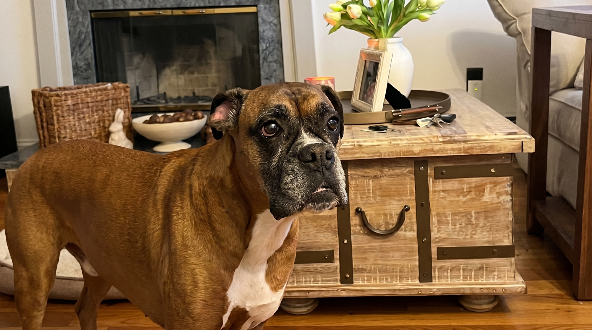 VIDEO Uporna bokserica ne odustaje od omiljenog mjesta na kauču