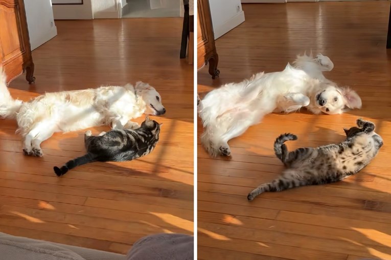 Pas i mačka izveli sinkronizirano prevrtanje, video je hit