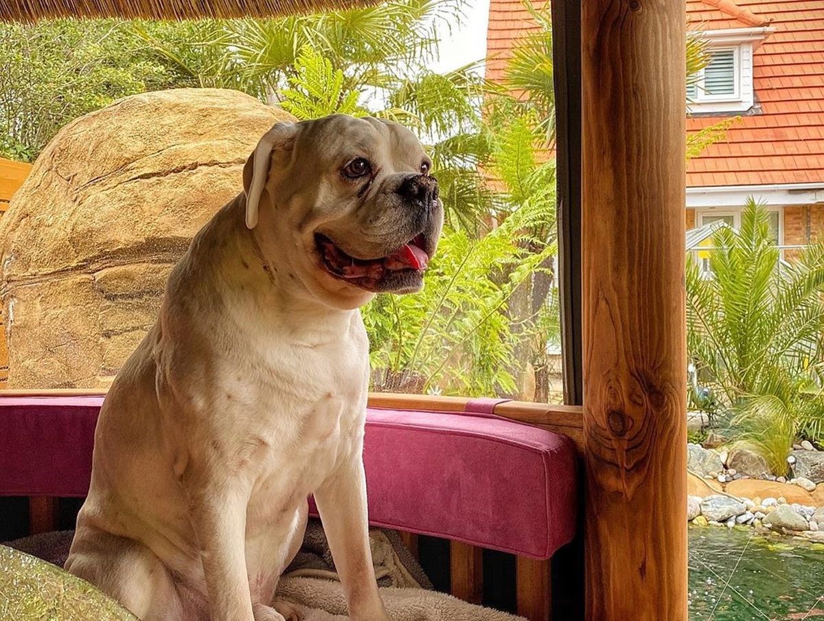 Pravi raj: Tri godine je uređivao vrt za bolesnog psa