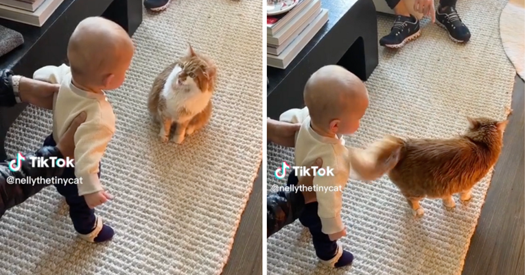 Mačka se susrela s bebom pa iznenadila neočekivanom reakcijom