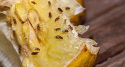 Kako se riješiti dosadnih voćnih mušica u svom domu?