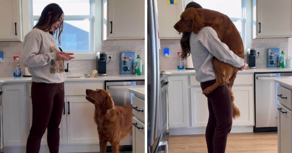 VIDEO Pospani pas želi da ga vlasnica svako jutro nosi dok se ne razbudi