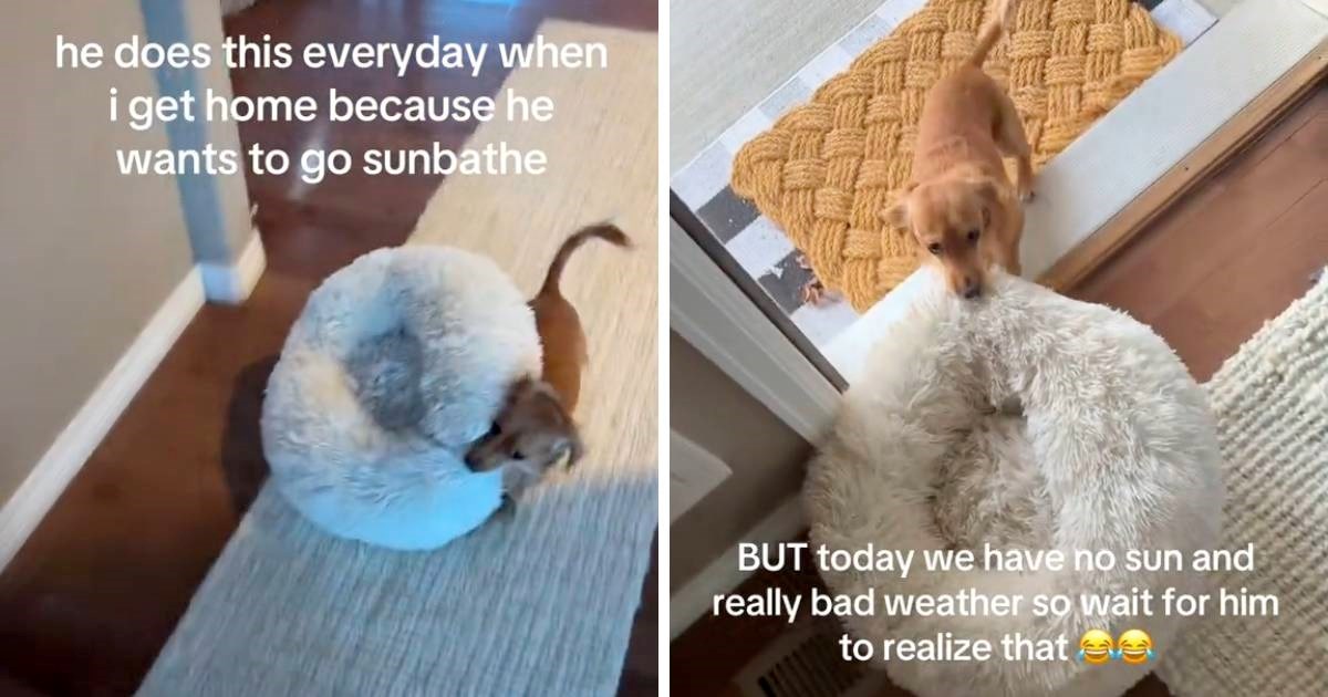 Pas se htio sunčati u dvorištu, no dočekalo ga je razočaranje