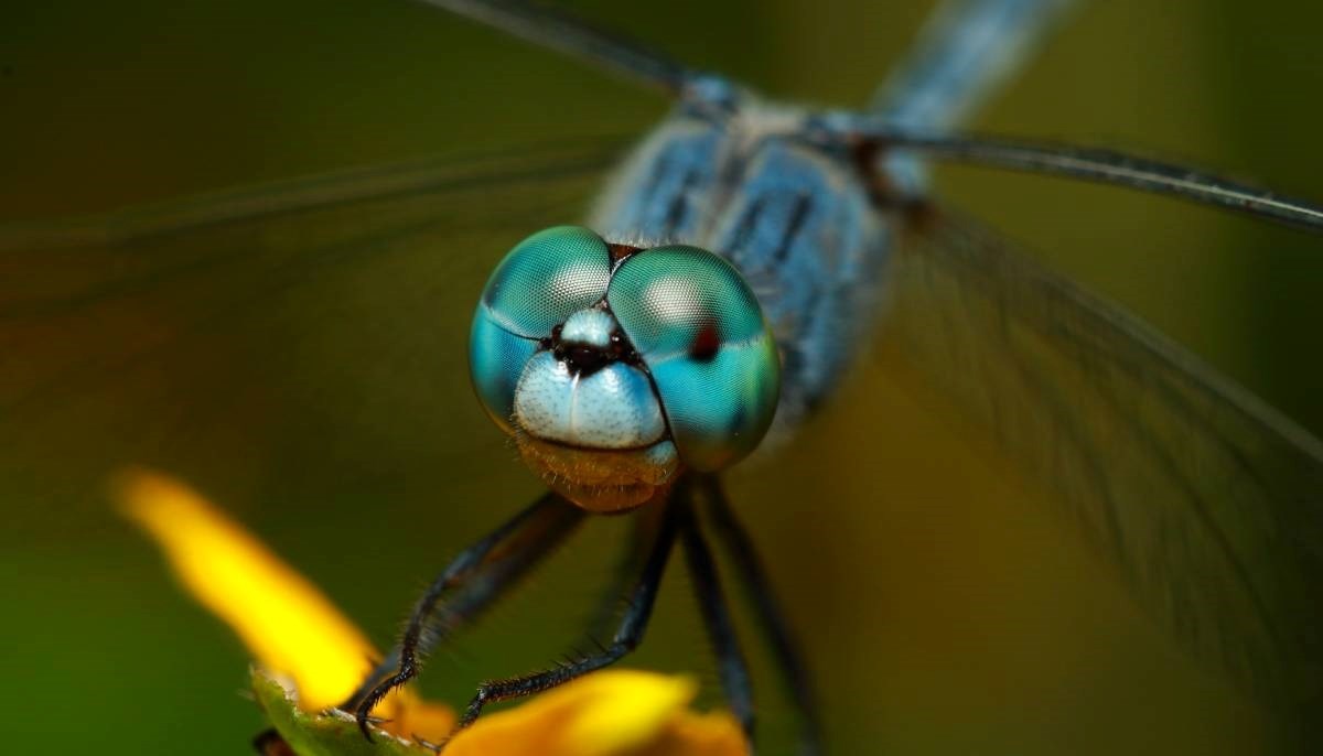 Životinje različito vide vrijeme: "Morska zvijezda kao mrlju, kukac kao u Matrixu"