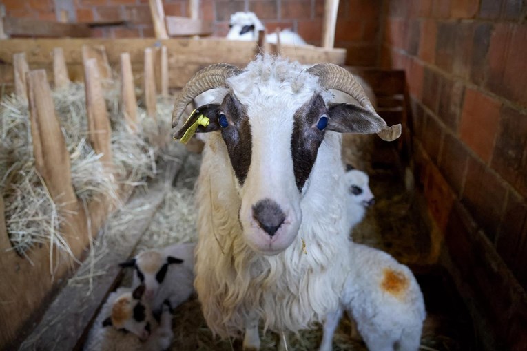 Ministarstvo bi moglo ukinuti neke mjere protiv slinavke i šapa