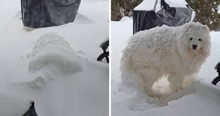 Samojed koji je zaspao za vrijeme snježne oluje oduševio je internet